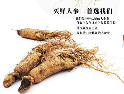 鲜人参 vs 干人参 新鲜入药的秘密与功效揭秘