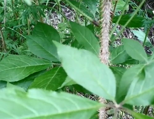 浑身是刺的“小人参” 从被嫌弃到管制的致富密码